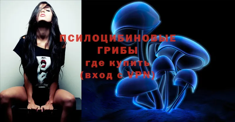 Галлюциногенные грибы Psilocybe  Камень-на-Оби 